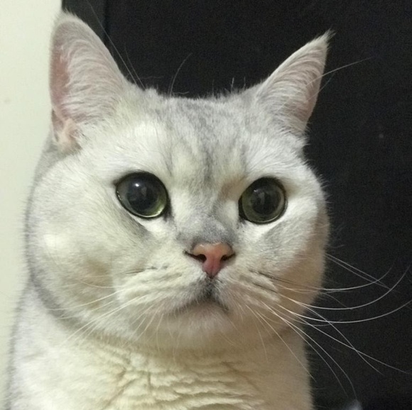 alenamonet